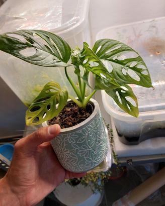 Monstera Adansonii con coprivaso