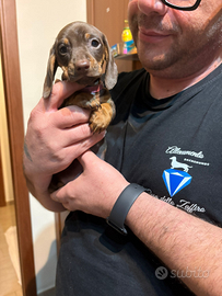 Bassotto con pedigree kaninchen