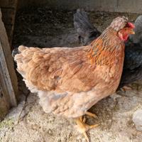 Gallina ciuffata