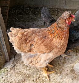 Gallina ciuffata