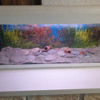 Acquario 100litri