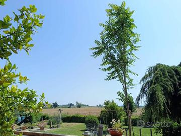 Rustico / Casale di 279 m² con più di 5 locali e b