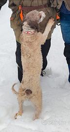Lagotto Romagnolo