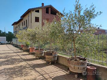 ulivi già grandi e formati