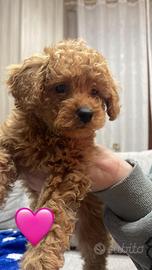 Cuccioli razza barboncino toy