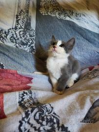 Gattino mix simil certosino pelo semilungo