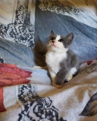 Gattino mix simil certosino pelo semilungo