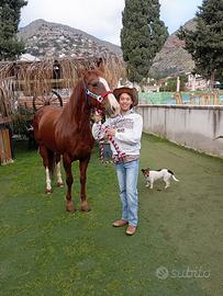 Cavallo Quarter horse