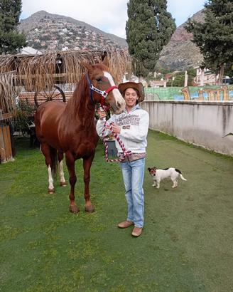 Cavallo Quarter horse