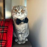 Scottish Fold maschio per accoppiamento