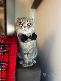 Scottish Fold maschio per accoppiamento