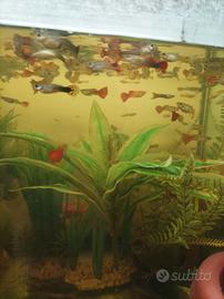Guppy
