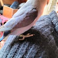 Inseparabile allevato a mano