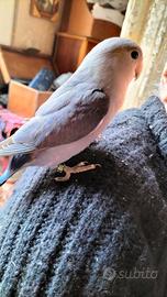 Inseparabile allevato a mano