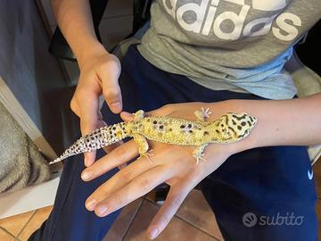 Geco leopardino