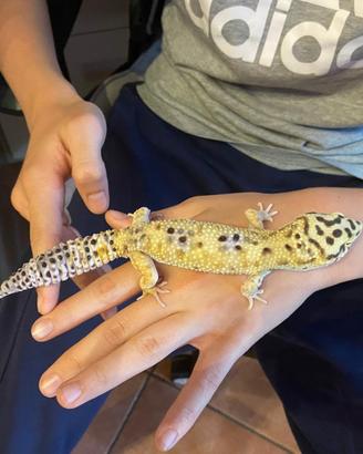Geco leopardino