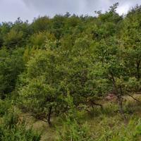 Bosco a Valzo, Valle Castellana (TE)