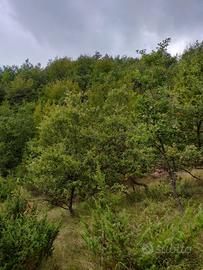 Bosco a Valzo, Valle Castellana (TE)