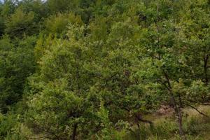 Bosco a Valzo, Valle Castellana (TE)