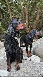 Cuccioli di Setter Gordon