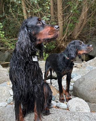 Cuccioli di Setter Gordon