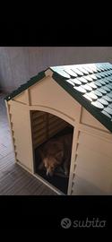cuccia grande x cani