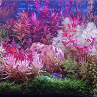 Caridine e potature di T. S