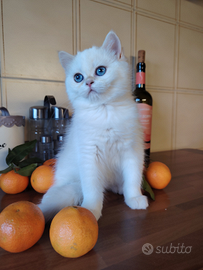 Gattina scottish SFS ny11 33