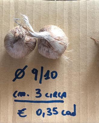 Bulbi di Zafferano dell’Irpinia