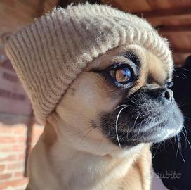 Chico
