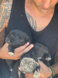 Cuccioli di cane corso