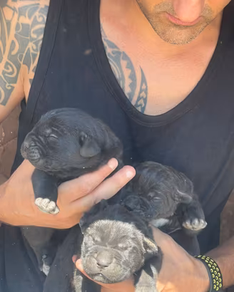 Cuccioli di cane corso