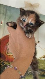 Cuccioli di gatto Maine Coon