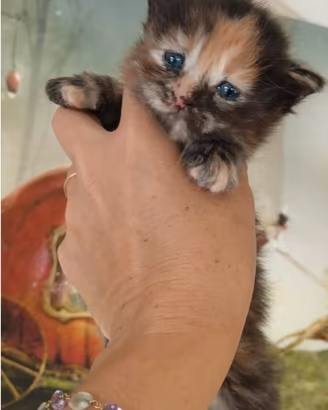 Cuccioli di gatto Maine Coon