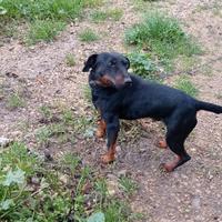 Jegd terrier
