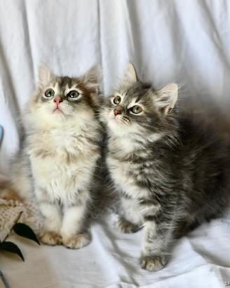 Cuccioli di gatto Siberiano