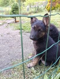Ultima cucciola rimasta