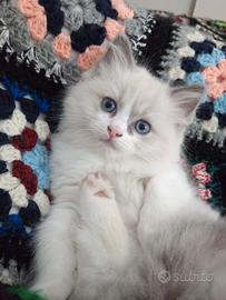 Cucciola Ragdoll Dolcissima