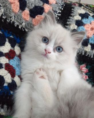 Cucciola Ragdoll Dolcissima