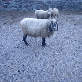 Pecora cornigliese.bergamasca