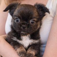 Chihuahua maschietto piccolo bello