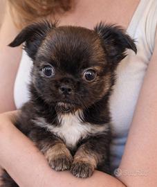 Chihuahua maschietto piccolo bello