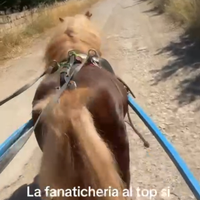 Pony maschio eta 11 anni molto bravo