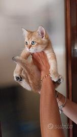 British shorthair