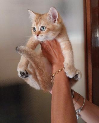 British shorthair
