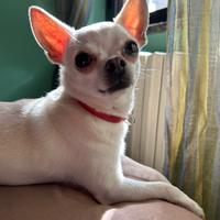 Chihuahua per monta