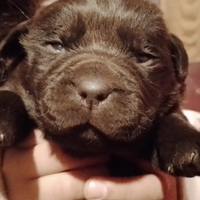 Cuccioli di Labrador Retriever