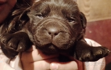 Cuccioli di Labrador Retriever