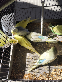 Pappagalli allevati a mano