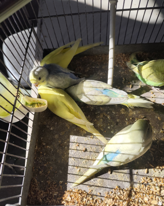 Pappagalli allevati a mano